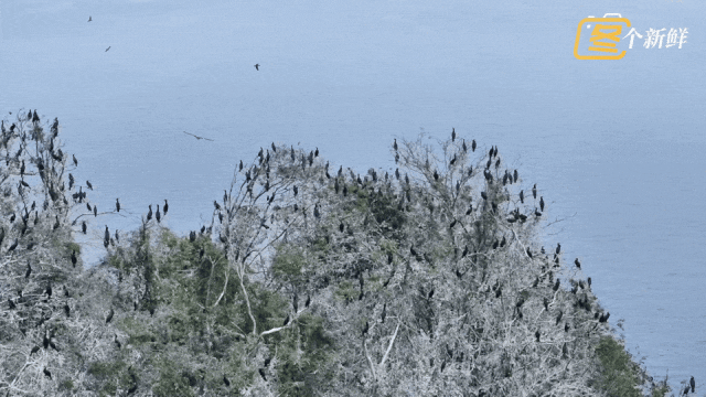 震撼!杭州千岛湖惊现一座“黑色小岛” 震撼!杭州千岛湖惊现一座“黑色小岛”