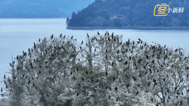 震撼!杭州千岛湖惊现一座“黑色小岛” 震撼!杭州千岛湖惊现一座“黑色小岛”