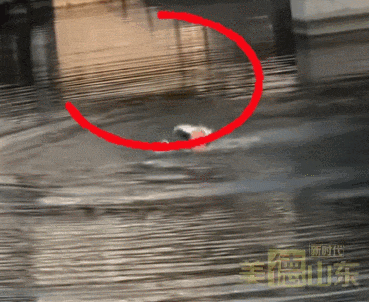 山东大哥勇跳冰河救落水女孩，然后他若无其事上班去了