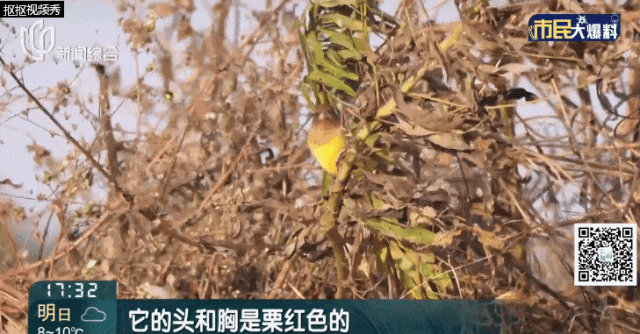 上海首次发现！这对父子数日观察，相机记录下罕见一幕