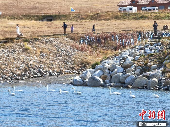 新疆赛里木湖天鹅舞 秋日风光醉游人