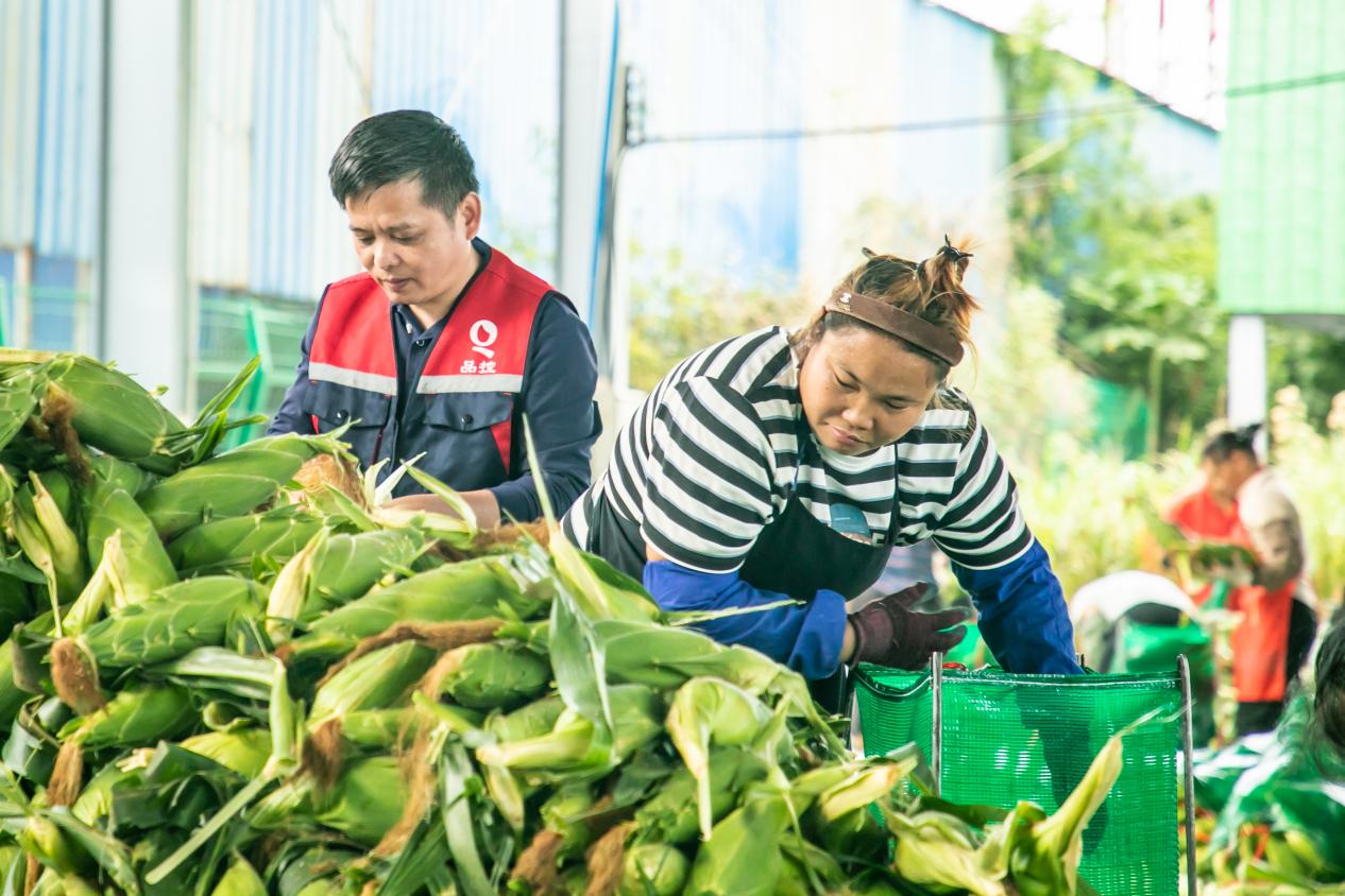 钱大妈直采海南东方玉米 新鲜直达大湾区消费者餐桌