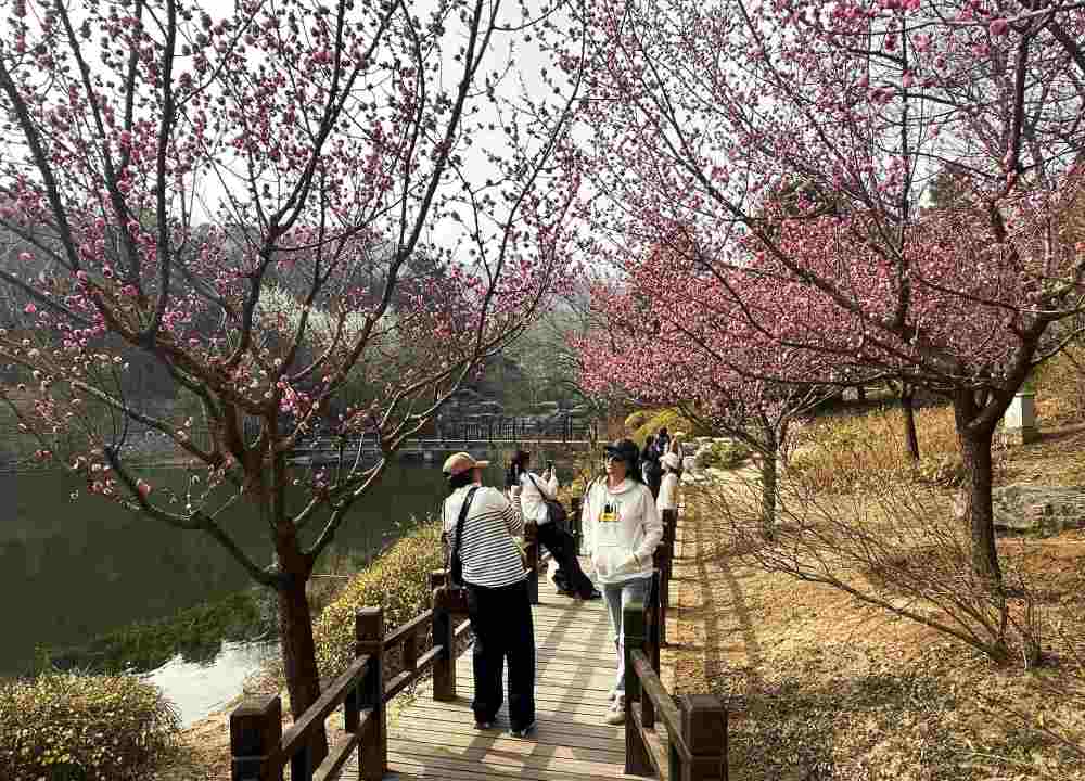 一朵花的N种“打开方式”：多地“赏花+”翻出新花样