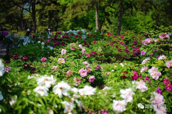 国家植物园正式揭牌，游览攻略、购票方式都在这里了！