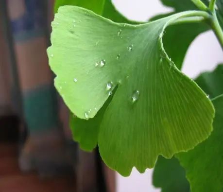 神奇植物在哪里？国家植物园四大看点