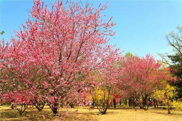 神奇植物在哪里？国家植物园四大看点