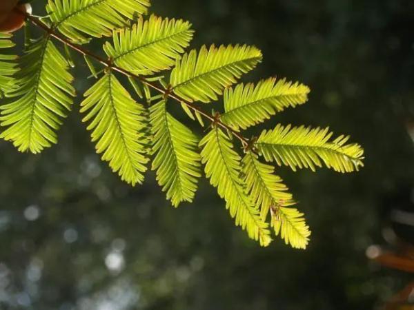 神奇植物在哪里？国家植物园四大看点