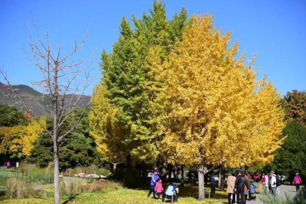 神奇植物在哪里？国家植物园四大看点