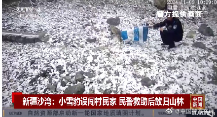 奶凶奶凶的小雪豹误闯村民家获救助