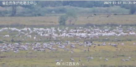 壮观！大批越冬鹤类飞抵鄱阳湖