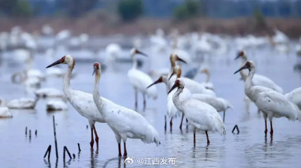 壮观！大批越冬鹤类飞抵鄱阳湖