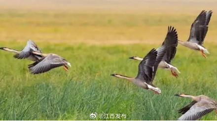 壮观！大批越冬鹤类飞抵鄱阳湖