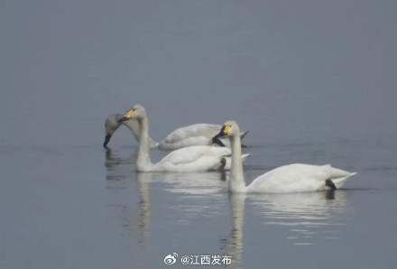 壮观！大批越冬鹤类飞抵鄱阳湖