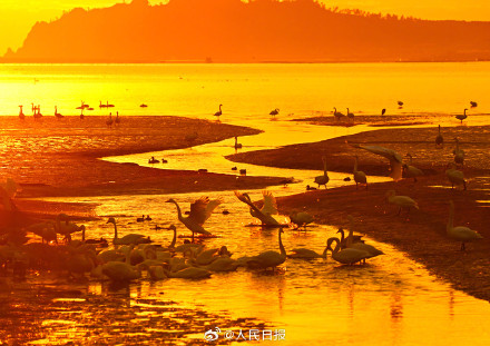 晨曦下的天鹅湖氛围感拉满