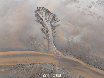 水墨入画！钱塘江飞鸟与潮水共舞