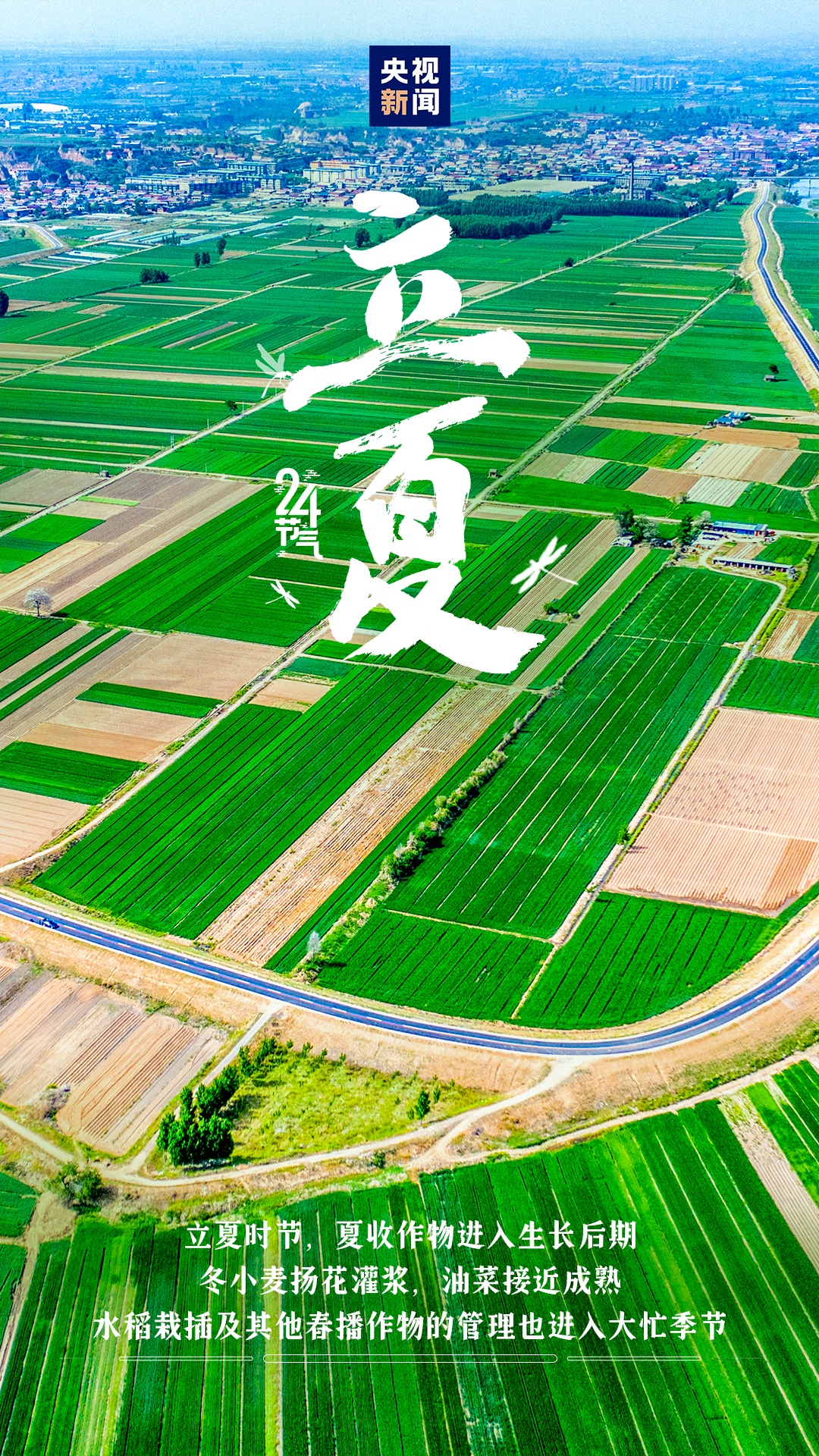 今日立夏！吃什么？