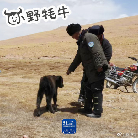 太萌了！无人区里的可爱小野牦牛