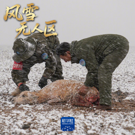 帅！9图走进高原精灵守护神的工作日常