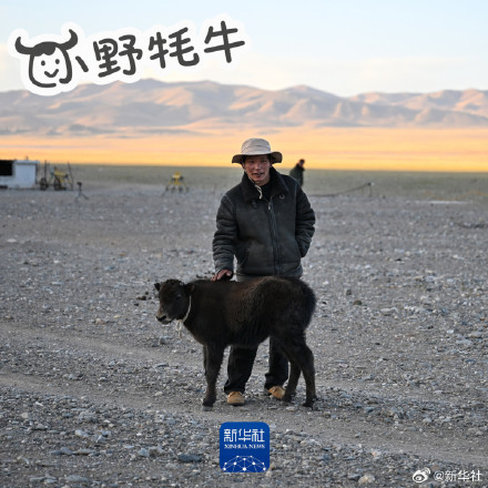 太萌了！无人区里的可爱小野牦牛