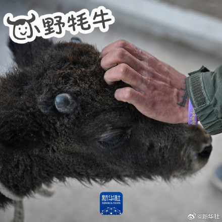 太萌了！无人区里的可爱小野牦牛