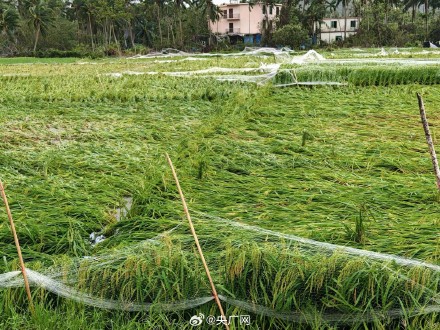 台风“剑鱼”致三亚1700余公顷农作物受灾