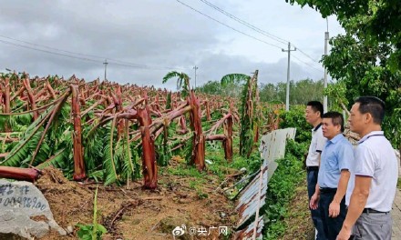 台风“剑鱼”致三亚1700余公顷农作物受灾