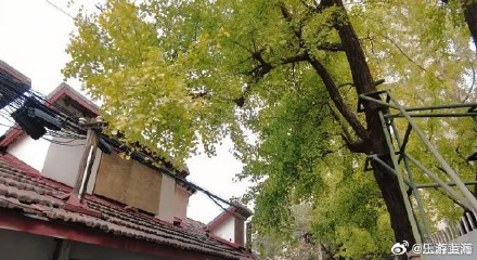 上海中心城区“树龄最长”：700岁古银杏即将迎来最美季！