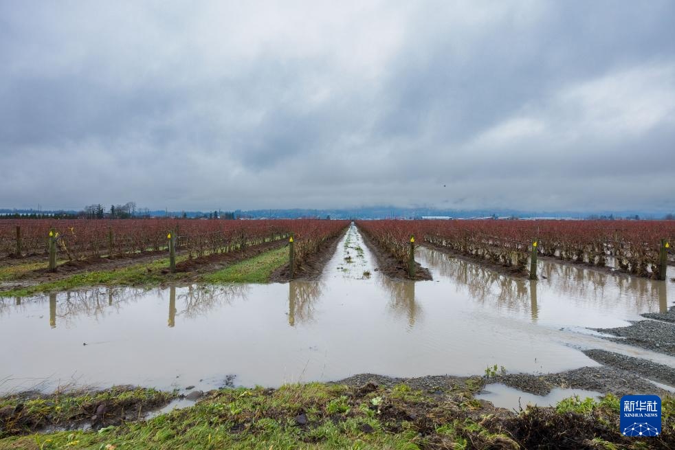 加拿大不列颠哥伦比亚省发生洪涝 加拿大不列颠哥伦比亚省发生洪涝