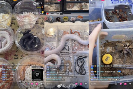 起底爬虫市场非法饲养现状