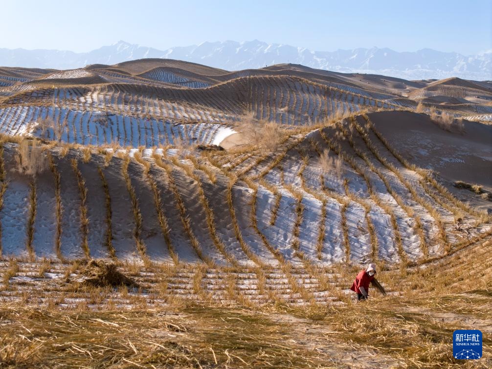 甘肃阿克塞:雪后忙治沙 甘肃阿克塞:雪后忙治沙
