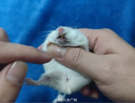 起底爬虫市场非法饲养现状