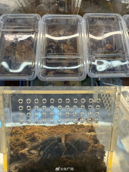 起底爬虫市场非法饲养现状