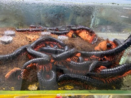 起底爬虫市场非法饲养现状