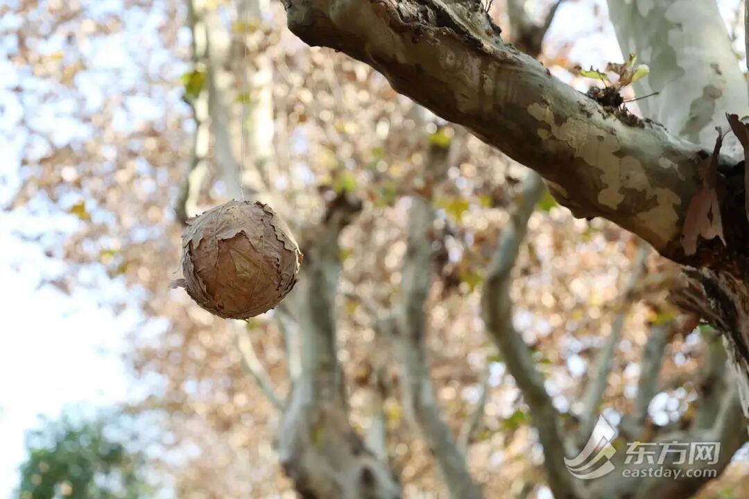 上海多条马路限定风景刷屏出圈！美出新高度，已进入倒计时，想打卡要抓紧→