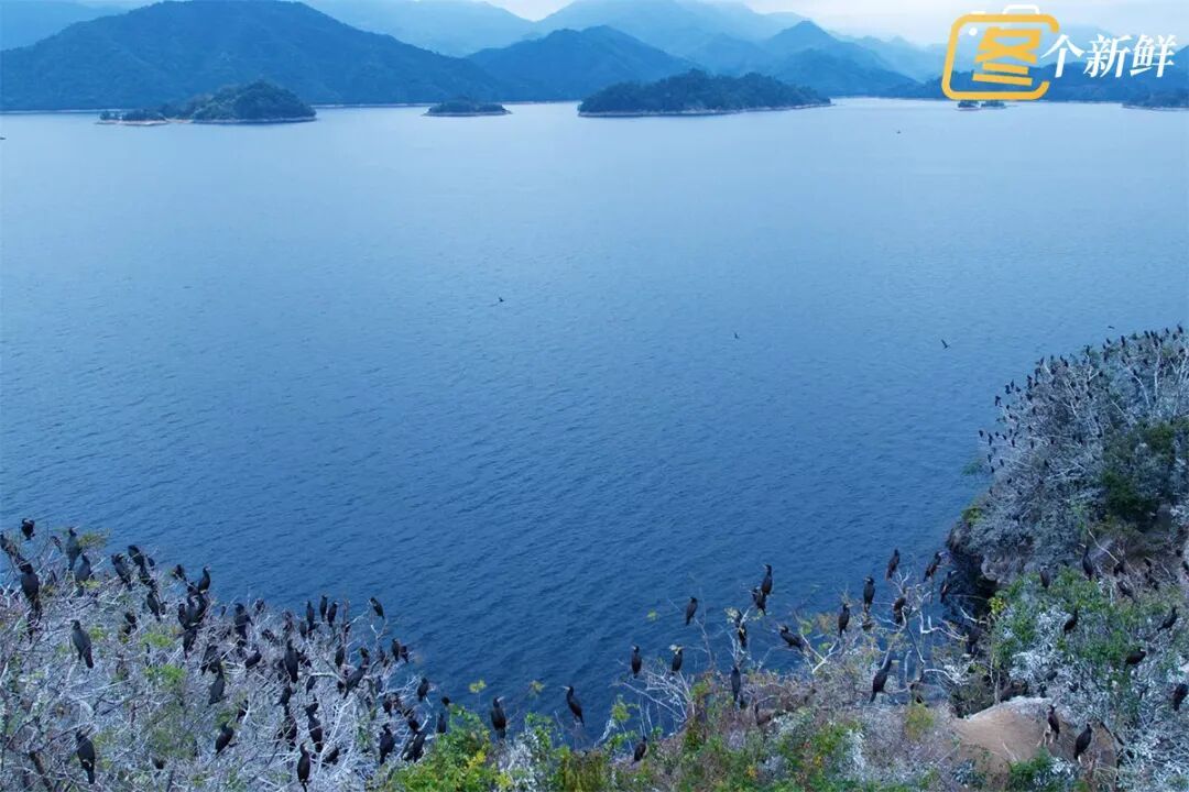 震撼!杭州千岛湖惊现一座“黑色小岛” 震撼!杭州千岛湖惊现一座“黑色小岛”