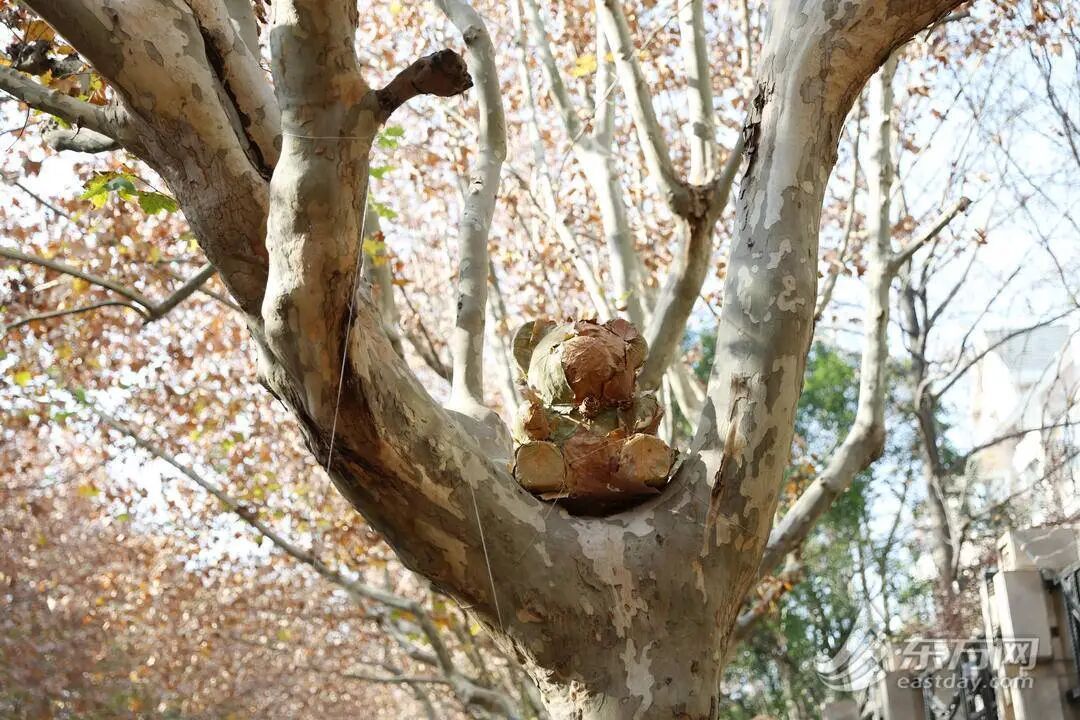 上海多条马路限定风景刷屏出圈！美出新高度，已进入倒计时，想打卡要抓紧→