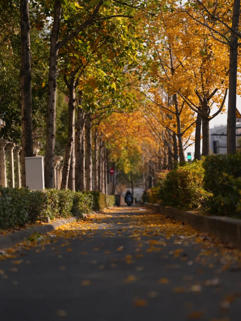 上海多条马路限定风景刷屏出圈！美出新高度，已进入倒计时，想打卡要抓紧→