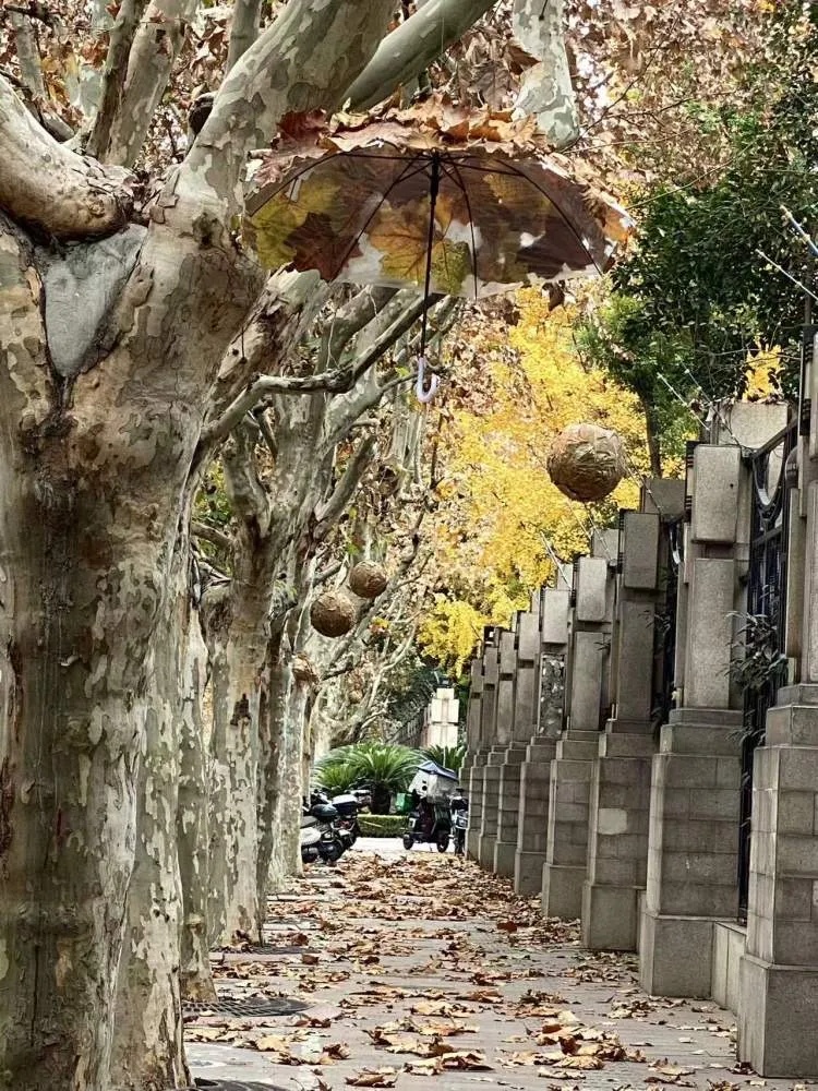 上海多条马路限定风景刷屏出圈！美出新高度，已进入倒计时，想打卡要抓紧→