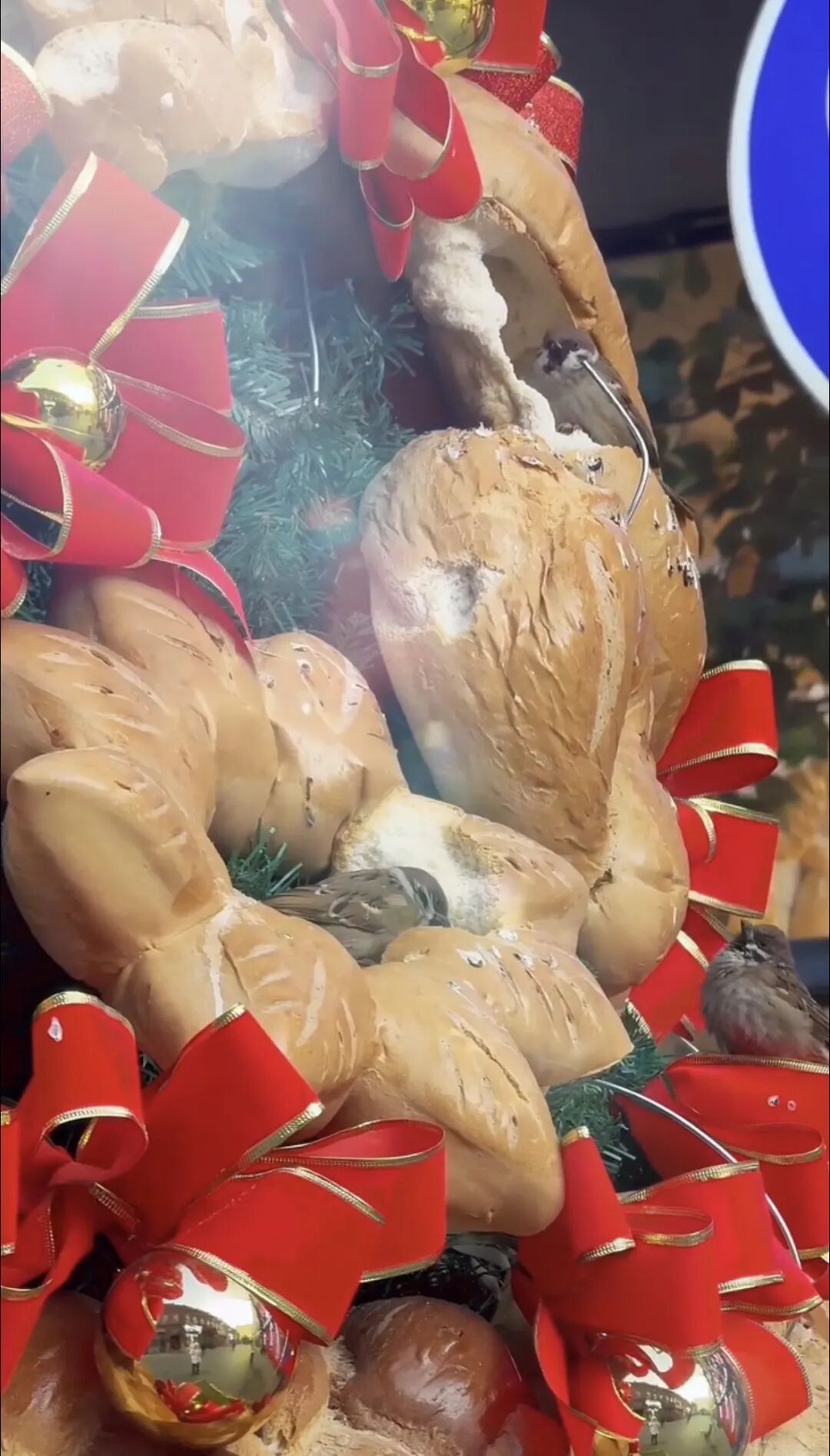 哈尔滨面包圣诞树成小鸟“冬日食堂”！面包店：吃完就补，还计划做面包鸟窝助过冬