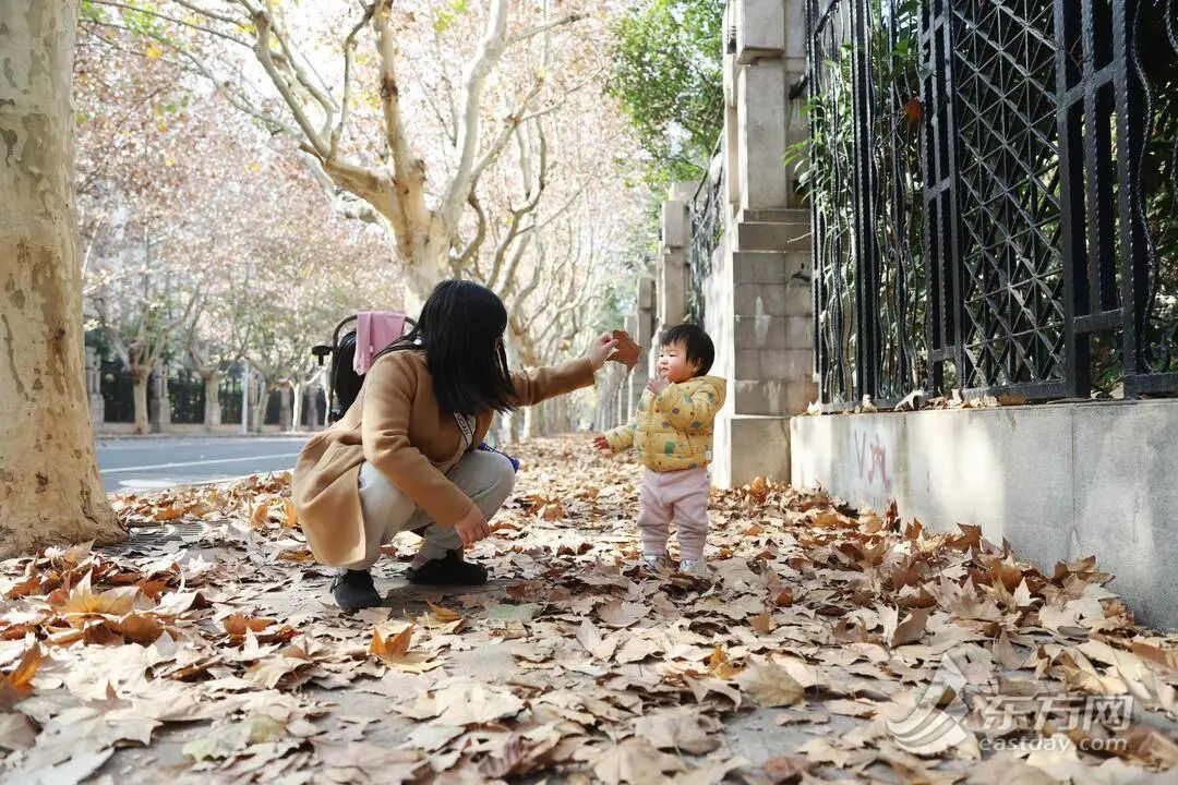 上海多条马路限定风景刷屏出圈！美出新高度，已进入倒计时，想打卡要抓紧→