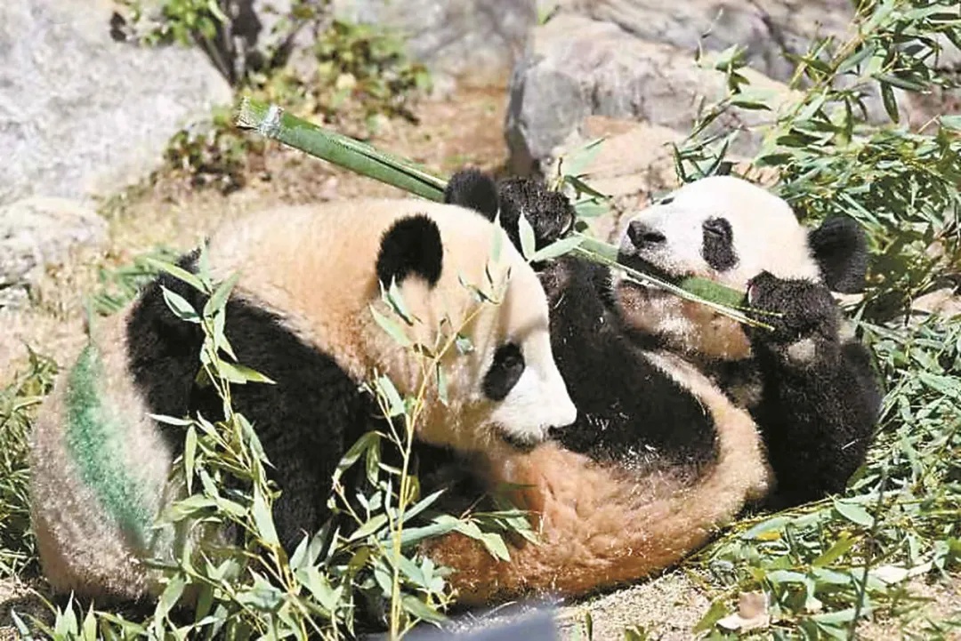 日本政府发布消息:2只旅日大熊猫将送还中国 日本政府发布消息:2只旅日大熊猫将送还中国