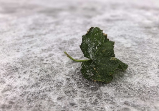 辽宁“限定”回暖!大幅降温马上就到…… 辽宁“限定”回暖!大幅降温马上就到……