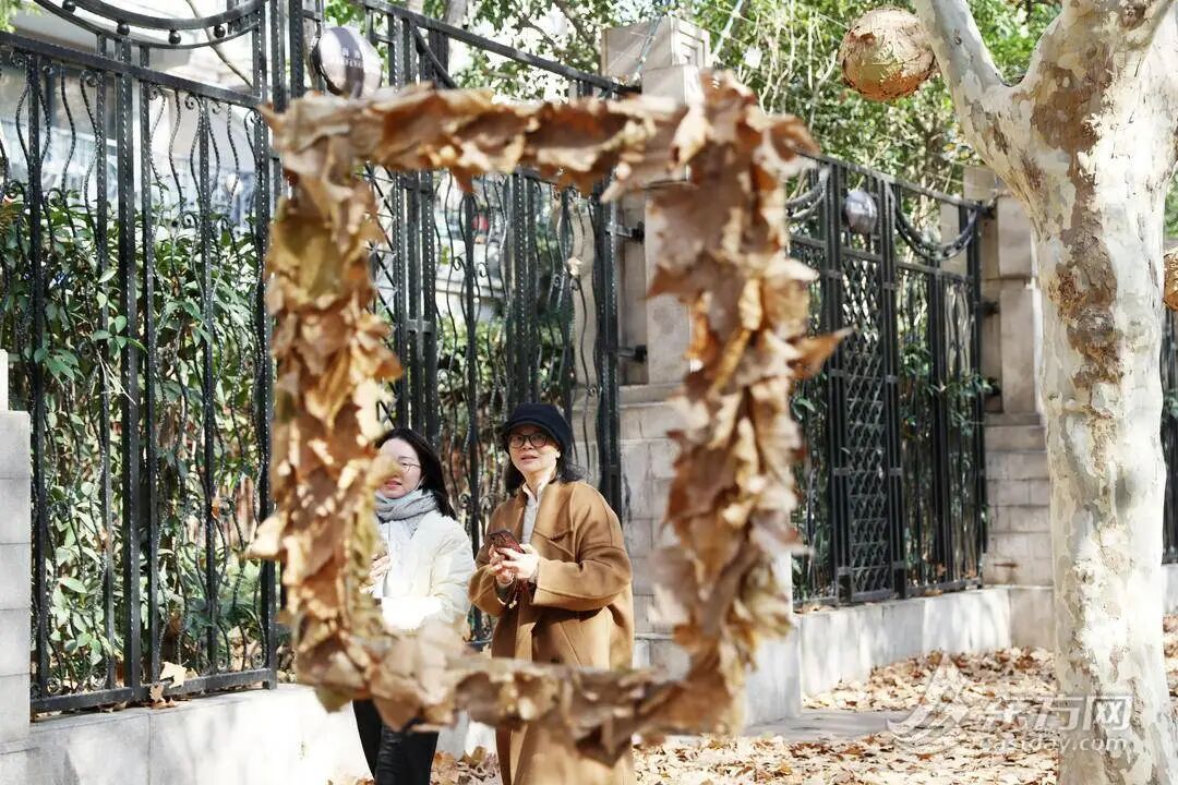 上海多条马路限定风景刷屏出圈！美出新高度，已进入倒计时，想打卡要抓紧→