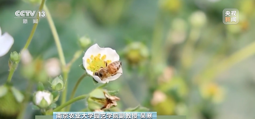 “膨大剂”催熟草莓这个月大量上市?记者调查→ “膨大剂”催熟草莓这个月大量上市?记者调查→