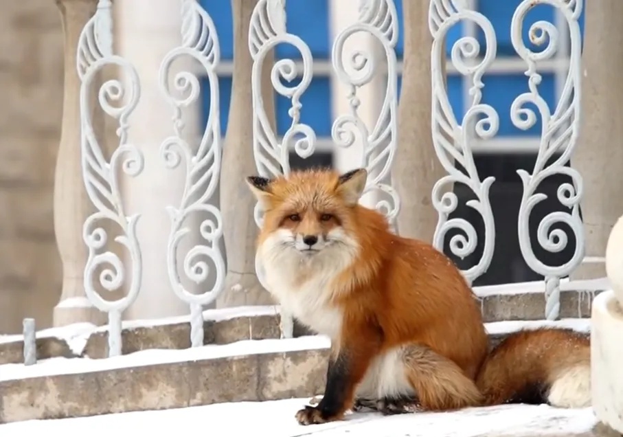 内蒙古工业大学校园惊现“萌物”！消防员都赶来了！结果…