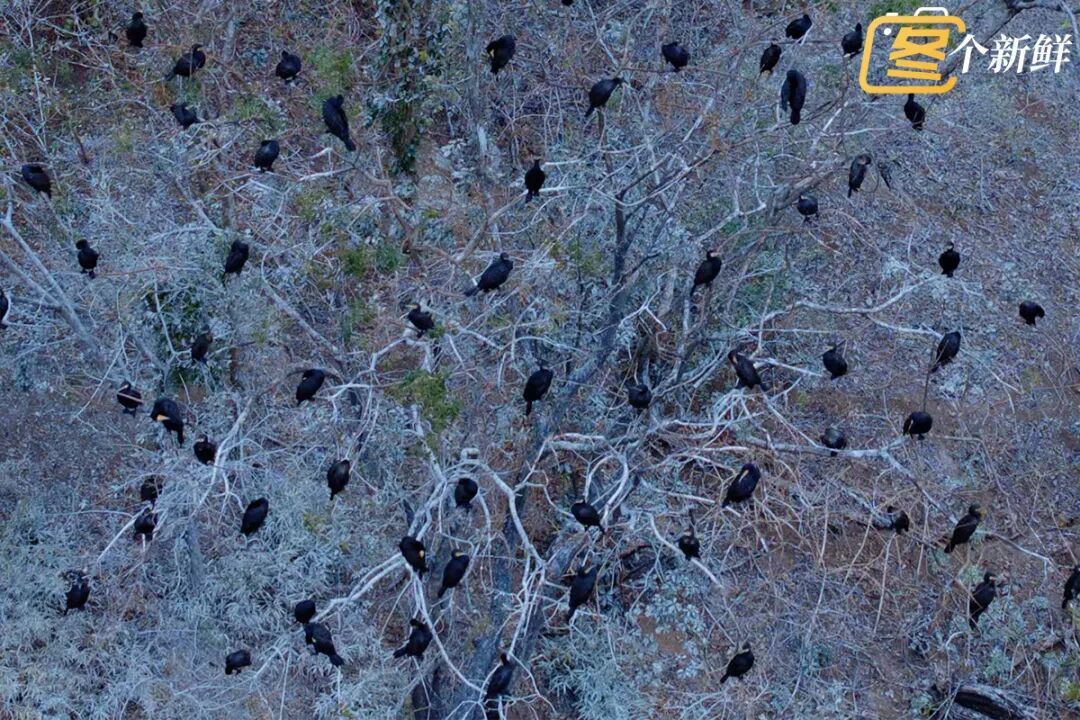 震撼!杭州千岛湖惊现一座“黑色小岛” 震撼!杭州千岛湖惊现一座“黑色小岛”