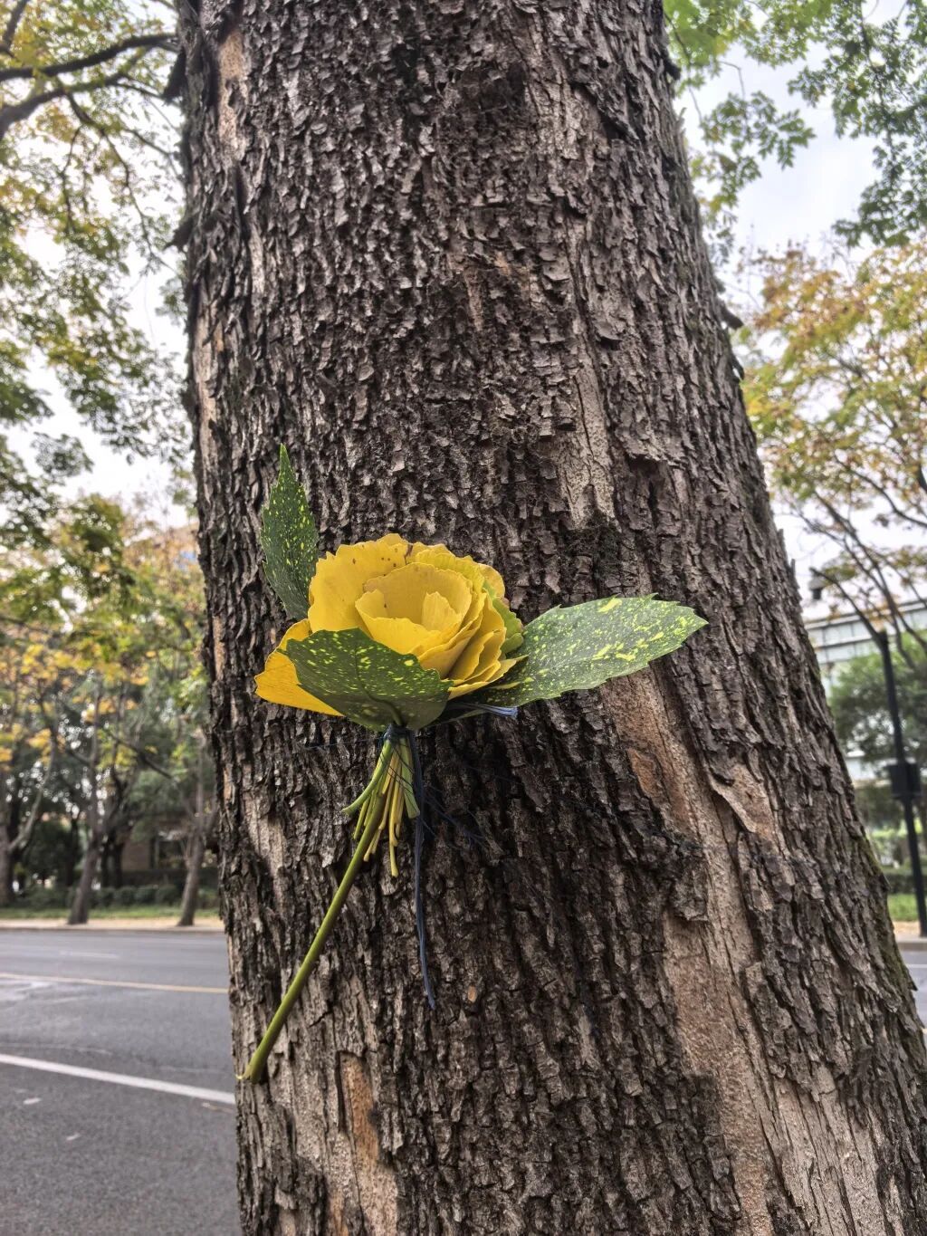 上海多条马路限定风景刷屏出圈！美出新高度，已进入倒计时，想打卡要抓紧→