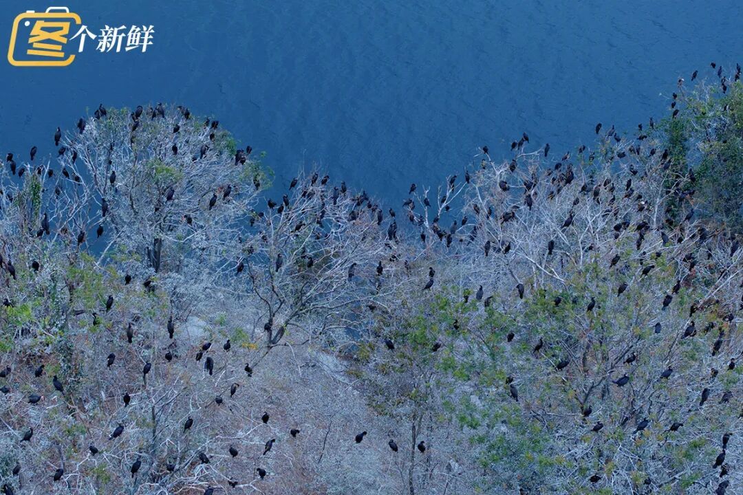 震撼!杭州千岛湖惊现一座“黑色小岛” 震撼!杭州千岛湖惊现一座“黑色小岛”