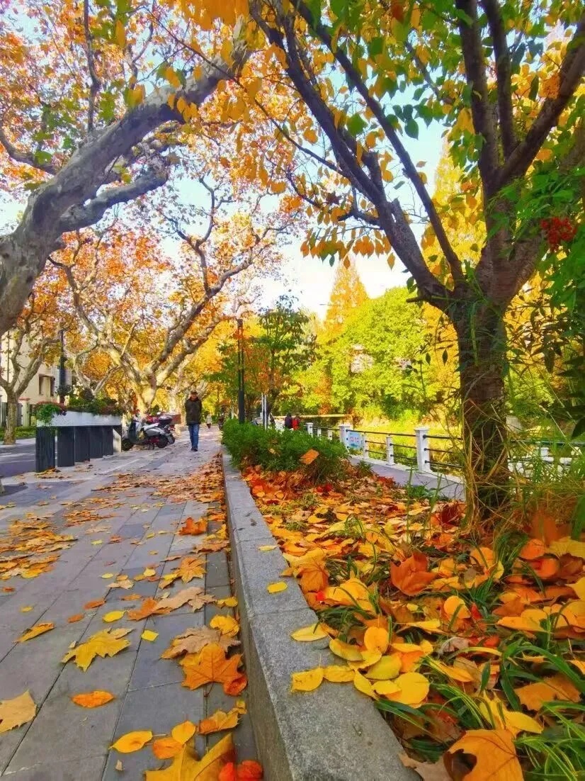 上海多条马路限定风景刷屏出圈！美出新高度，已进入倒计时，想打卡要抓紧→