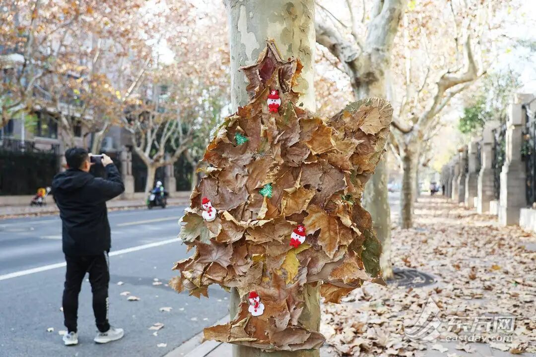 上海多条马路限定风景刷屏出圈！美出新高度，已进入倒计时，想打卡要抓紧→